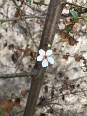 Angiospermae