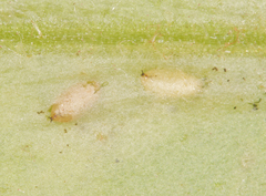 Phytomyza agromyzina group