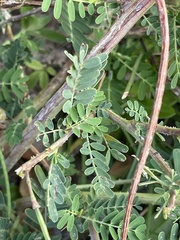 Sesbania rostrata