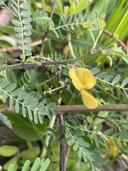 Sesbania rostrata