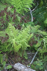 Athyrium sinense