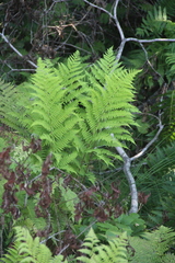 Athyrium sinense
