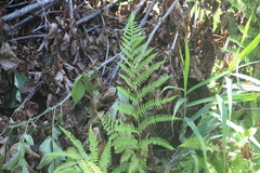 Athyrium sinense