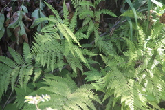 Athyrium sinense