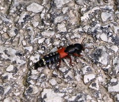 Platydracus stercorarius