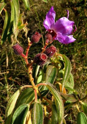 Rosettea princeps var. princeps image