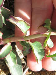 Penstemon clevelandii