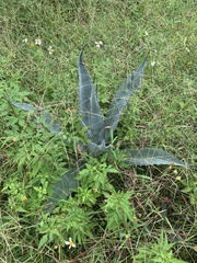 Agave weberi