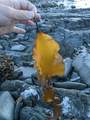Laminaria digitata