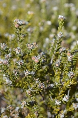 Phylica montana