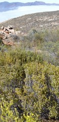 Phylica montana