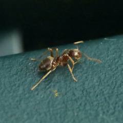 Lasius pallitarsis
