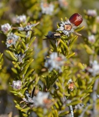 Phylica montana
