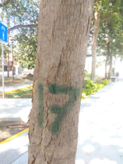 Roseodendron donnell-smithii