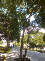 Roseodendron donnell-smithii