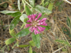 Trifolium medium
