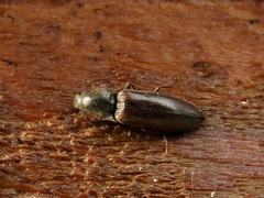 Acteniceromorphus volitans