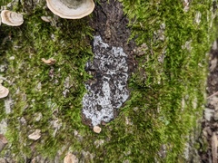 Biscogniauxia atropunctata