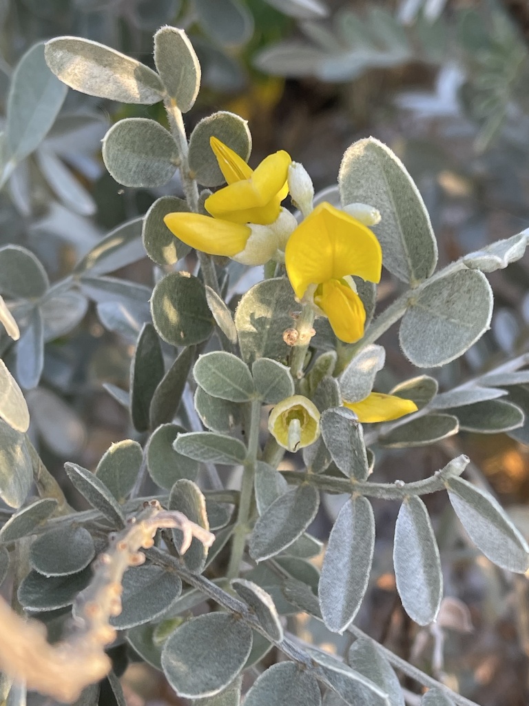 African Pagoda Tree