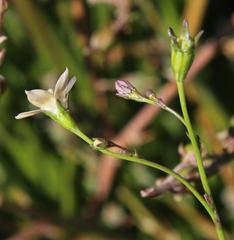 Wahlenbergia androsacea