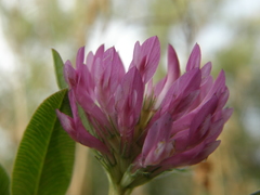 Trifolium medium
