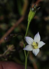 Wahlenbergia androsacea