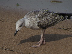 Larus michahellis