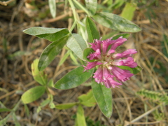 Trifolium medium