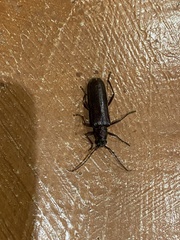 Enaphalodes hispicornis