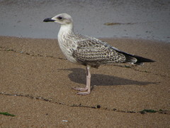 Larus michahellis