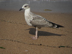 Larus michahellis