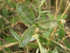 Trifolium medium
