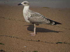 Larus michahellis