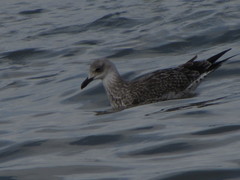 Larus michahellis