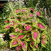 Coleus - Photo (c) Nemo's great uncle, some rights reserved (CC BY-NC-SA)