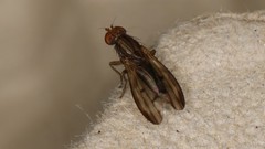 Opomyzoidea