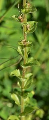 Triodanis perfoliata