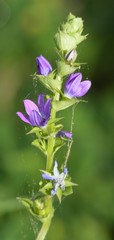 Triodanis perfoliata
