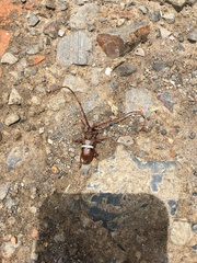 Deretrachys juvencus