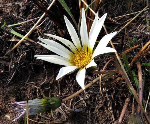 Gazania krebsiana image