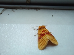 Eulithosia miaiphona