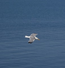 Larus michahellis