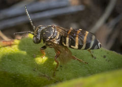 Triepeolus pectoralis