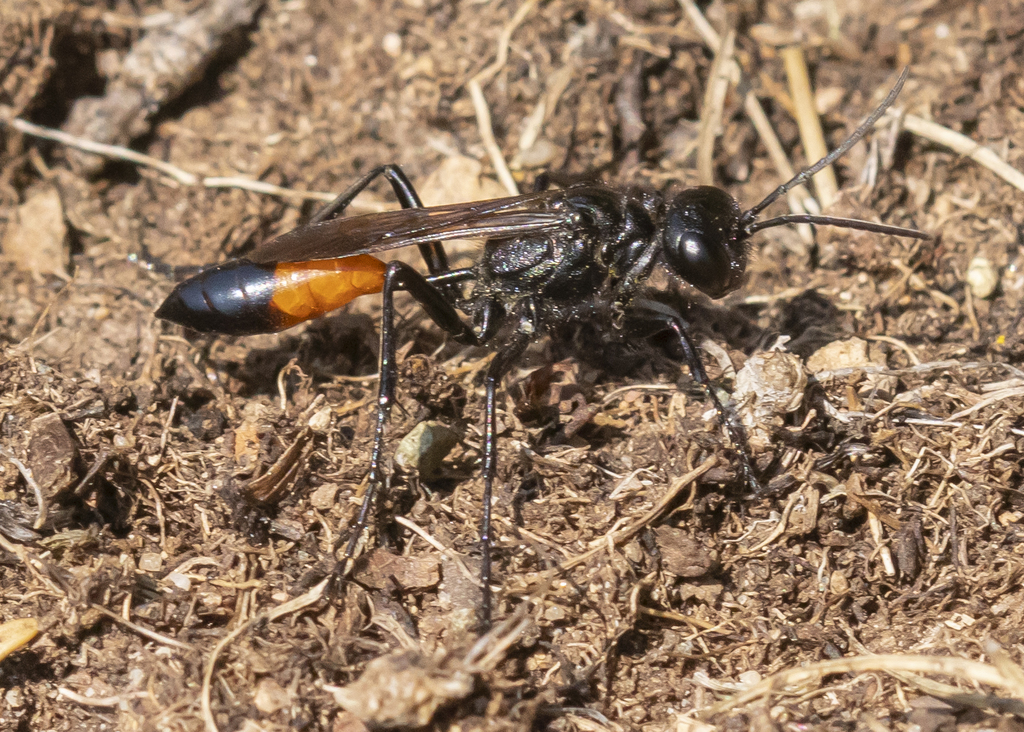 Podalonia robusta