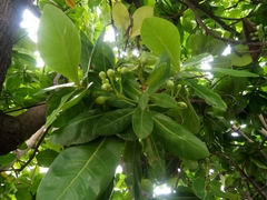 Barringtonia asiatica