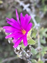 Trichodiadema hallii