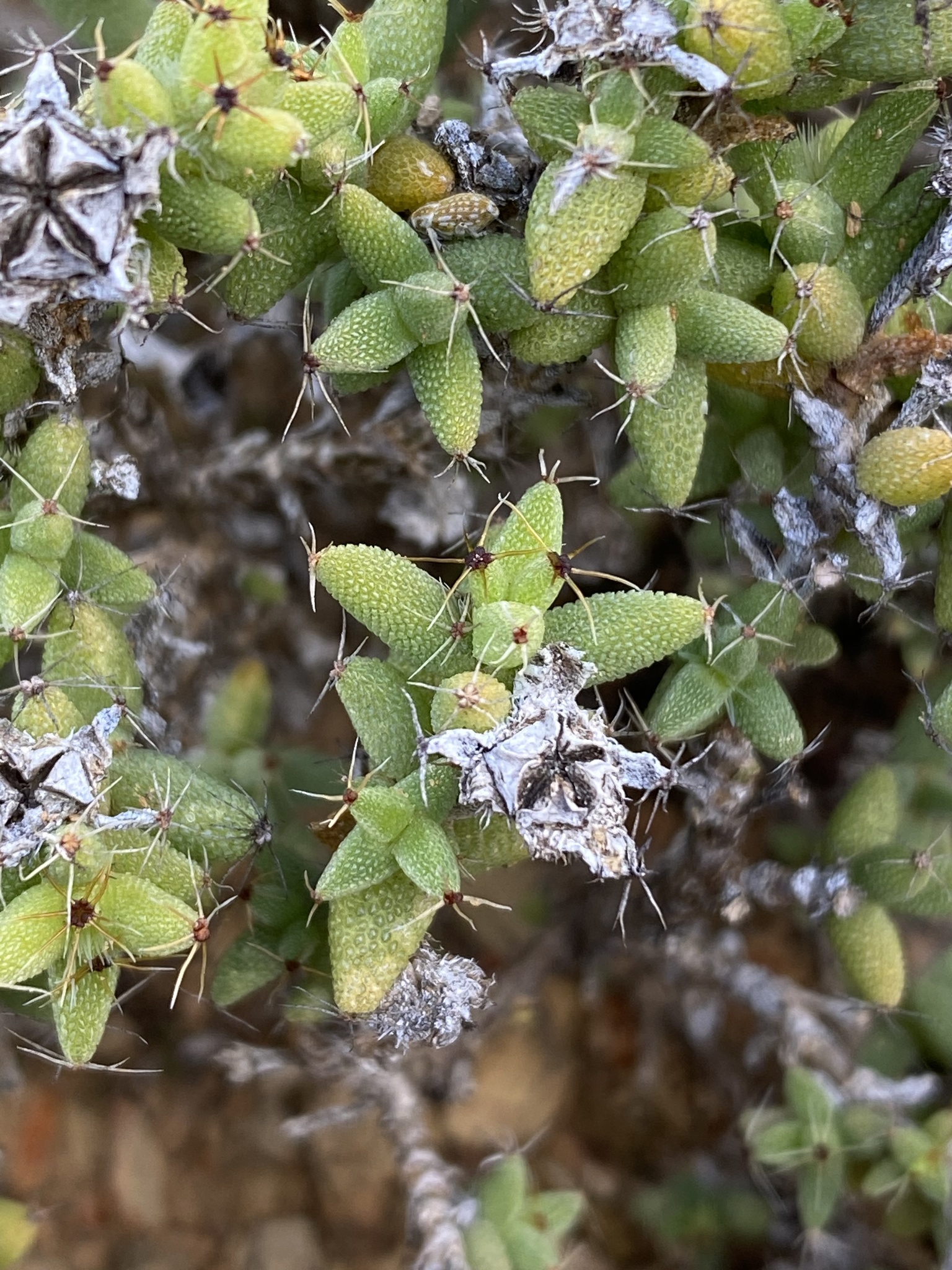 Trichodiadema hallii 2