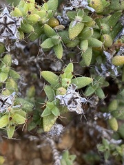 Trichodiadema hallii