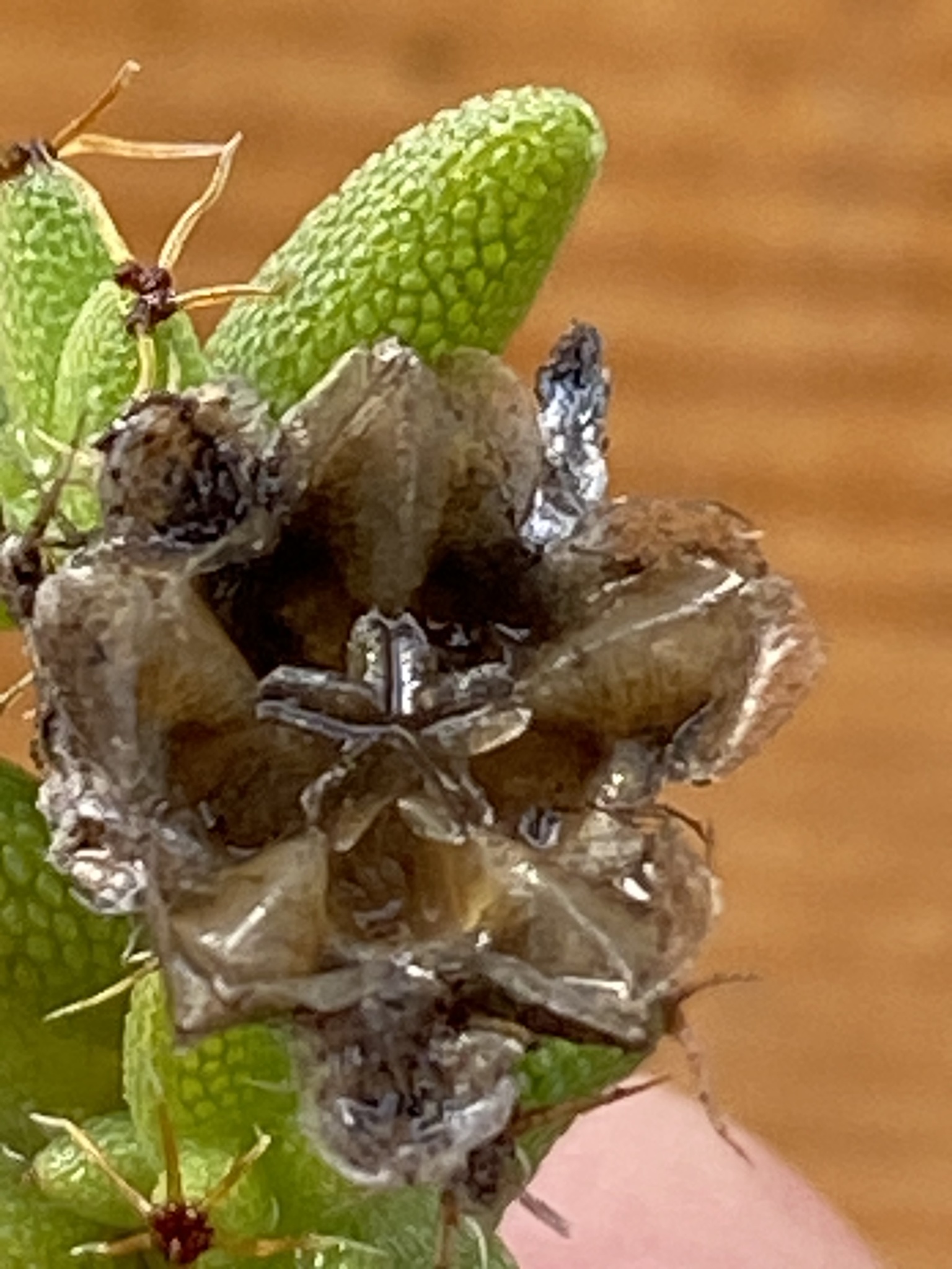 Trichodiadema hallii 3