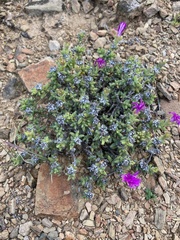 Trichodiadema hallii